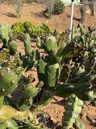 Image result for Opuntia