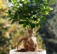 The Ficus Ginseng Care Guide: Light, Watering & Pruning