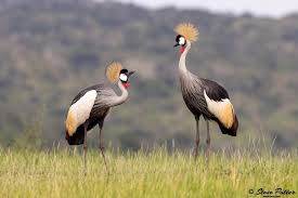 Image result for Oenanthe mildbraedii