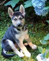 Luna The Gerberian Shepsky Puppy Follow Us On Instagram Callieandlunacake Shepsky Puppy Gerberian Shepsky Puppy Gerberian Shepsky