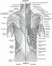 Find the best anatomy coloring pages for kids & for adults, print 🖨️ and color ️ 71 anatomy coloring pages ️ for free from our coloring book 📚. 3 Les Muscles