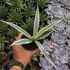 Image result for Sansevieria parva