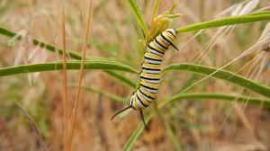 We did not find results for: Keep Monarchs Wild Why Captive Rearing Isn T The Way To Help Monarchs Xerces Society