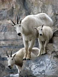 Image result for mountain goat image