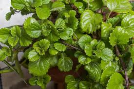Image result for Plectranthus verticillatus