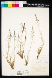 Image result for Sporobolus coromandelianus