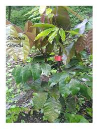 Image result for Sorindeia