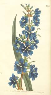 Image result for Aristea angolensis