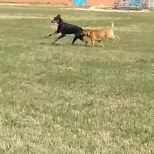 Apr 16, 2020 · newman. Holistic Animal Care Shoppe Home Facebook