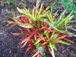 Image result for Croton longipedicellatus