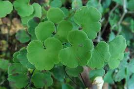 Image result for Adiantum poiretii