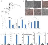 Protopanaxatriol, a novel PPARγ antagonist from Panax ...