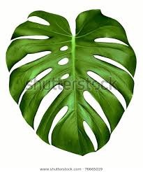 Odkryj Big Green Leaf Monstera Plant Isolated Stockowych Obrazow W Hd I Miliony Innych Beztantiemowych Zdjec Stockowy Plant Drawing Leaf Outline Painted Leaves