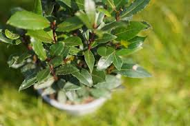 Image result for bay leaf bush foto