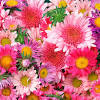 You can download free flower png images with transparent backgrounds from the largest collection on pngtree. 1
