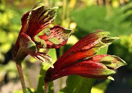 Image result for Alstroemeria pulchella