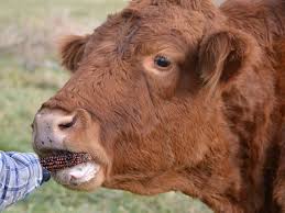 The last ear left gets fought over. Animals Eating Corn On The Cob Quiz By Bookishgirl98