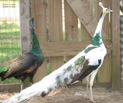 1 year old india blue peacocks and peahen for sale. Beautiful And Healthy Peafowl For Sale Nelspruit Peacocks Public Ads 116645