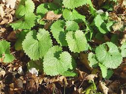 Image result for Setaria petiolata