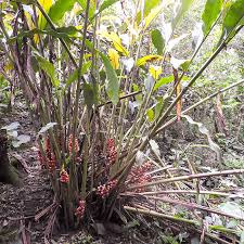 Image result for Renealmia africana