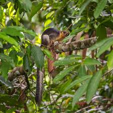Close Up Photo Of The Cream Coloured Giant Squirrel Ratufa Affinis Sitting On B Aff Coloured Giant Squi Giant Squirrel Animals Images Close Up Photos