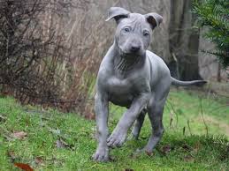Mixed breed dogs often make the best scooby roo is 2 and 1/2 years old. Breed Restriction Enforcers Getting It Wrong Pitbulls Ridgeback Bulldog Terrier Dogs City Data Forum