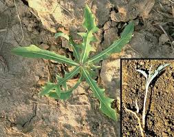 Image result for Launaea