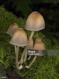 Image result for Coprinus micaceus
