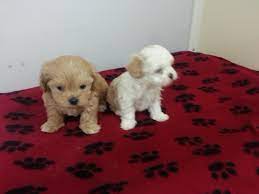 All our beautiful puppies are come from our professional private breeders… Buffalo Designer Dog Puppy Breeder Puppies For Sale Dans Kennels