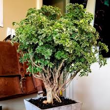 This plant enjoys humidity and doesn't like to fully dry out in between watering. Aralia Houseplants At City Floral Garden Center