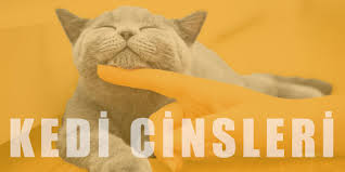Kedi Turleri Cinsleri Ve Irklari Ilgi Duyulan 50 Kedi Ozelligi
