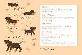 puppy development from 1 to 8 weeks