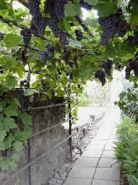 Learn how to build an arbor! Grapevines On Pergolas Arbours And Carports