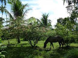 Maybe you would like to learn more about one of these? Independent Guide For Darien Review Of Darien National Park Darien Province Panama Tripadvisor