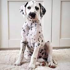 Sparkle Dalmatian Puppy Cute Dalmatian Puppies Home Facebook