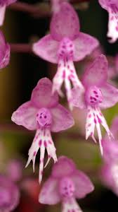 Image result for Stenoglottis