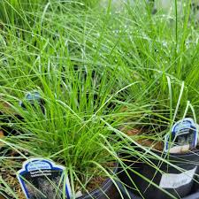 Image result for Sporobolus