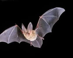 Bat with long ears