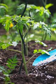 I usually like to start my seeds in a big pot and start a lot of seeds in the pot and divide later, it makes for competition between the starts and it is easy to see the. Fertilizing Tomatoes How And When To Fertilize Your Tomato Plants