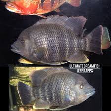 Image result for Cyphia richardsiae