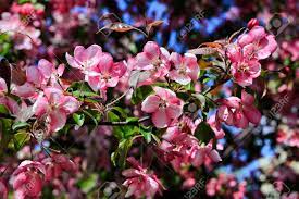 Crie a partir de um modelo. Branch Of Spring Apple Tree With Beautiful Bright Pink Flowers Close Up Stock Photo Picture And Royalty Free Image Image 107363776