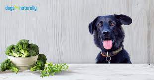 Can Dogs Eat Broccoli 10 Reasons To Start Feeding It Dogs Naturally