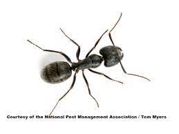 How does a home / business get rid of ants? How To Get Rid Of Summer Ants Prevent Summertime Ants