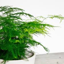 Image result for Asparagus radiatus