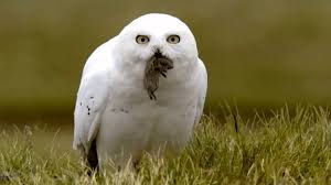 Namanya yang terkesan menyeramkan seakan sudah menggambarkan bahwa salah satu. Mengetahui Berbagai Penyebab Burung Hantu Tidak Mau Makan Snowy Owl Owl Pet Owl
