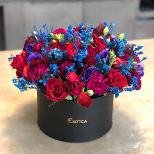Birthday, love and romance, sympathy, get well, congratulations Exotica 3 901 Photos Garden Center
