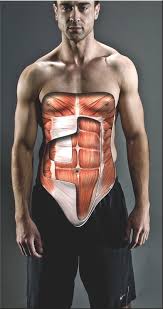 You have two gastrocs, one in each lower leg. Six Pack Science The Anatomy Of Your Abs Men S Fitness Uk
