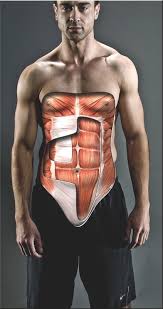 The latissimus dorsi muscle is the widest and most powerful back muscle. Six Pack Science The Anatomy Of Your Abs Men S Fitness Uk