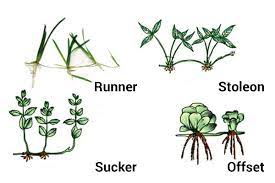 Let's start with a basic question: Learn Modifications Of Stem Subaerial Stems In 2 Minutes