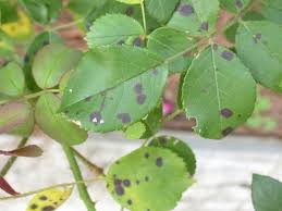 The fungus develops as black spots on the leaves, which eventually causes the leaves to turn yellow and drop off. Black Spot On Rose Bushes How To Get Rid Of Black Spot Roses Black Spot On Roses Plant Fungus Hybrid Tea Roses